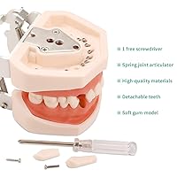 Vista 2 de Modelo de dientes dentales de Typodont – Modelos de dientes dentales de dentista para estudiantes dentales Dientes extraíbles adecuados