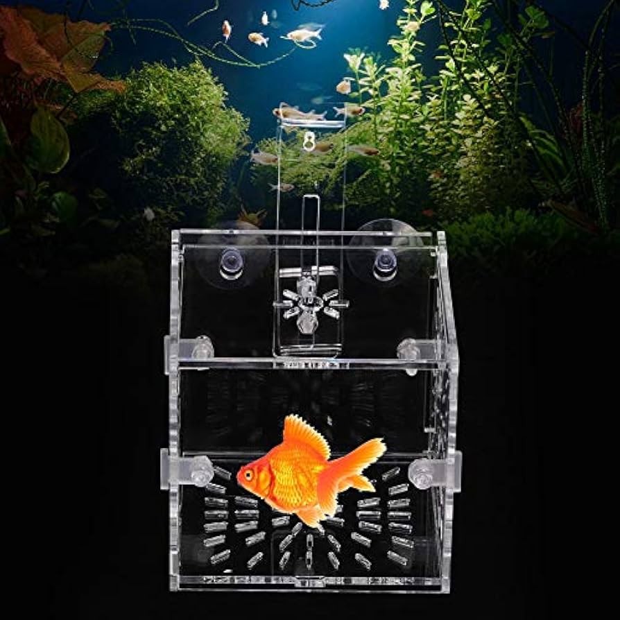 春耕 金魚図 保存箱 MA835 春耕 金魚図 保存箱 MA835 春耕 金魚