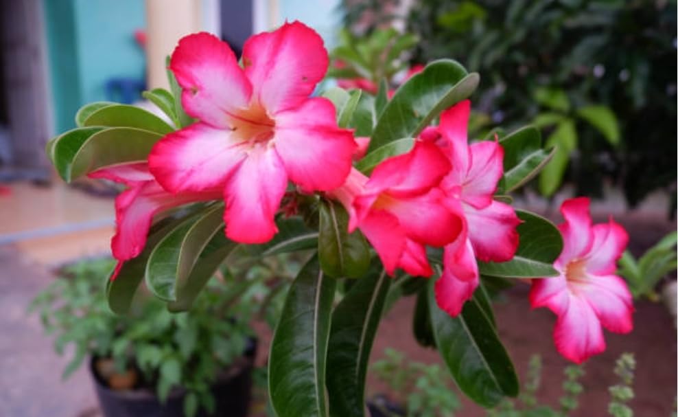 Image of EXOTIC LIVE Premium Live Adenium Desert Rose Plant (PACK OF -3) - Striking Flowering Succulent for Indoor /Outdoor - Unique Bonsai Houseplant with Thick Caudex
