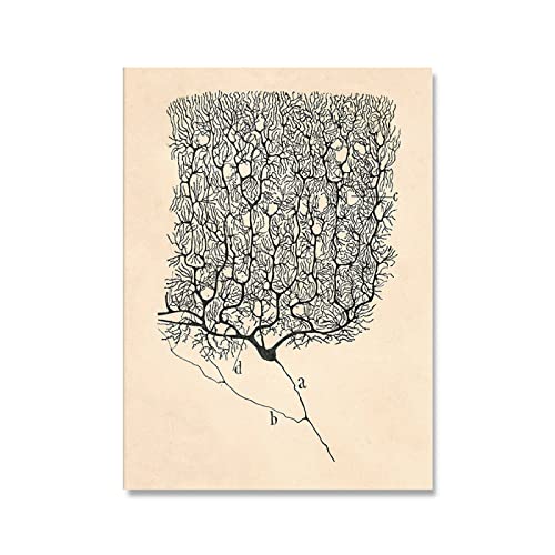 XCPORA Santiago Ramon Y Cajal Neuron Dibujo Póster e...