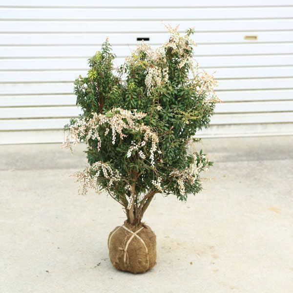 庭木・植木・八房馬酔木（やつふさあせび）*アセビ 白花 玉造り