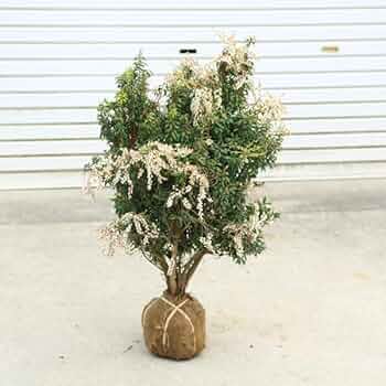 山採り　アセビ　馬酔木　約180センチ 楽天市場】アセビ 1.5m 露地 苗木 : トオヤマグリーン