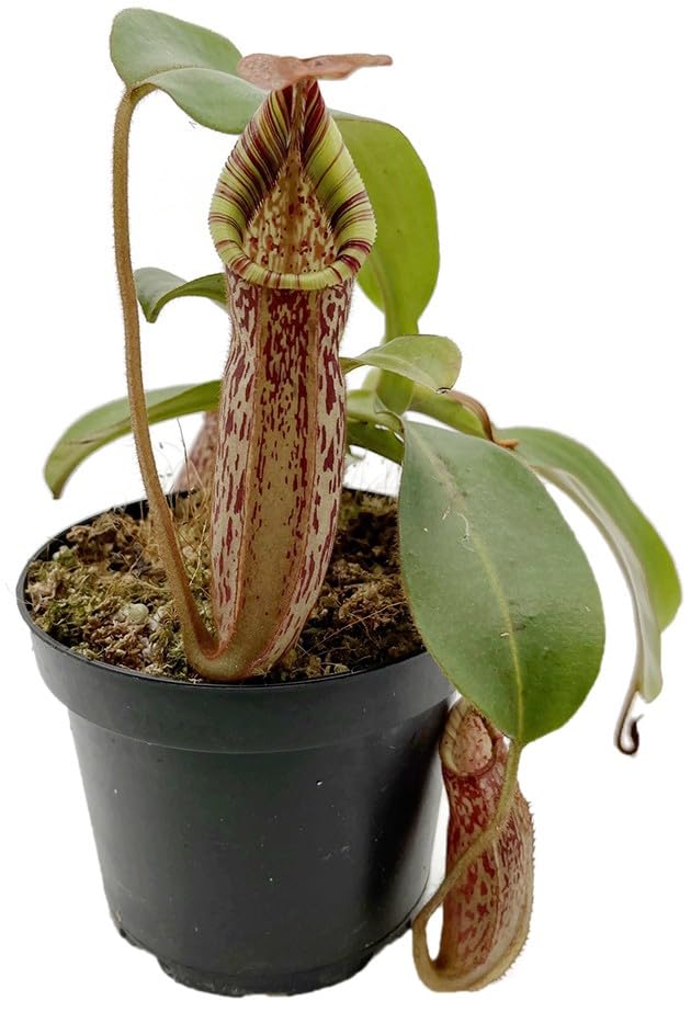 Nepenthes spectabilis x veitchii – exotische Kannenpflanze Gr. L – auffällige fleischfressende Pflanze mit großen Kannen – Hochland-Karnivore für Sammler