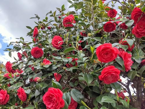 Image of Live Rare Red Hybrid Camellia | Healthy Flowering Plant (2-2.5 ft) | Easy Care in Grow Bag