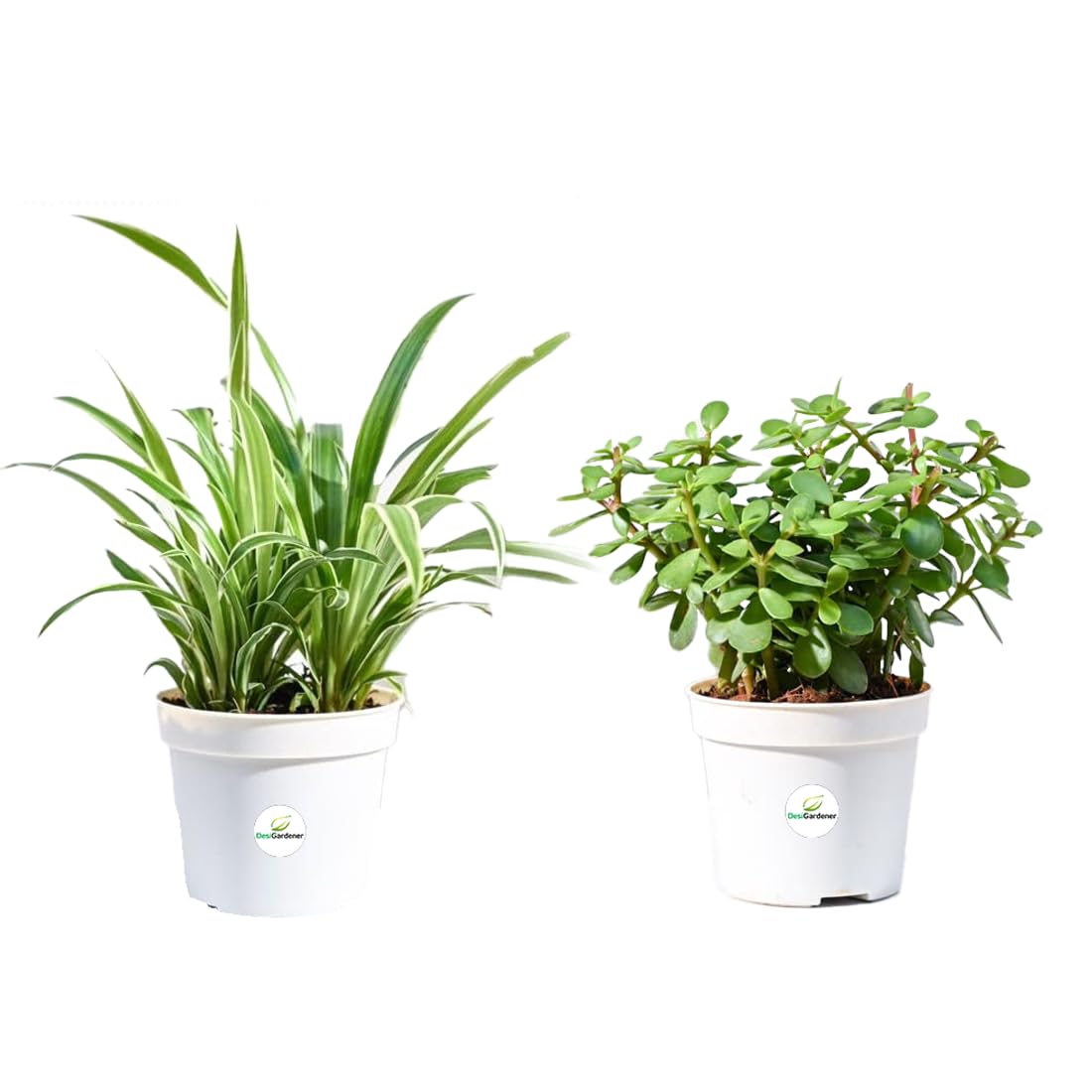 Lalthra Hanging Grass Plant - Easy Indoor Outdoor Decor -3