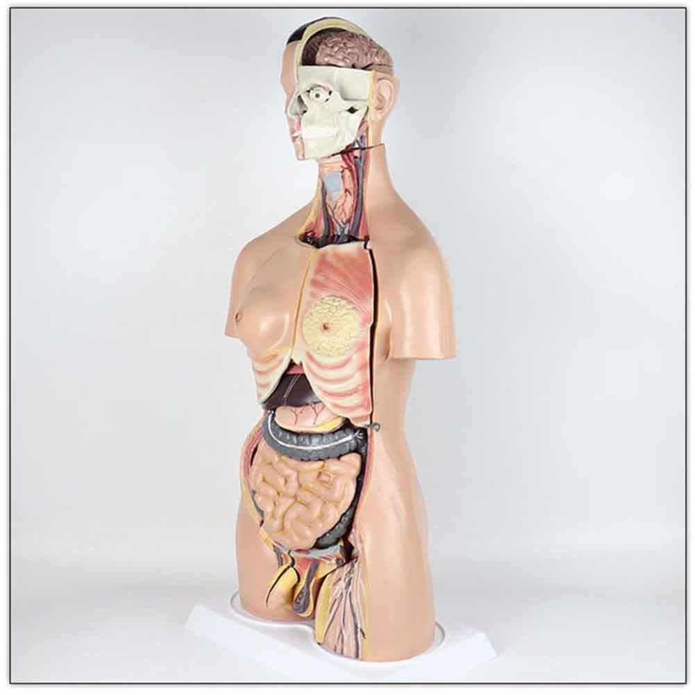 獣医組織学イラストレイテッド 臓器別に構造と機能を解説/ＥＤＵＷＡＲＤ　Ｐｒｅｓｓ/ジョ-・アン・コルス・エウレル（大型本） 獣医組織学イラストレイテッド 臓器別に構造と機能を解説