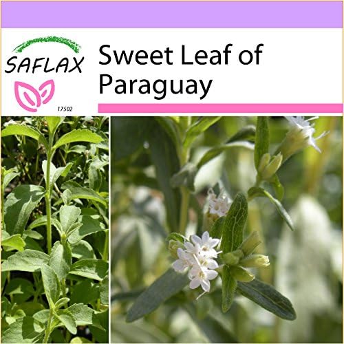 SAFLAX - Sweet Leaf of Paraguay - 100 Seeds - Stevia rebaudiana
