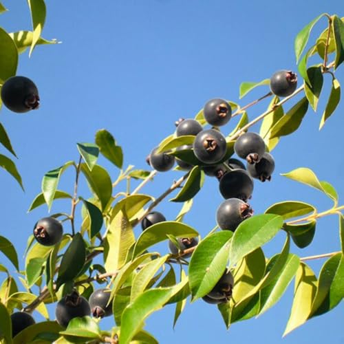 Muda Frutífera de Guabijú