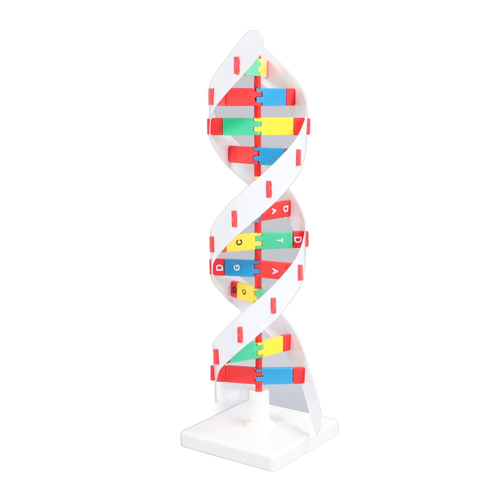 Kit Moo di DNA Fai-da-Te, Kit Educativo di Biologia Molecolare, Struttura a Doppia Costruibile, Strumento di Apprendimento Visivo Vivace per Studenti e Aule