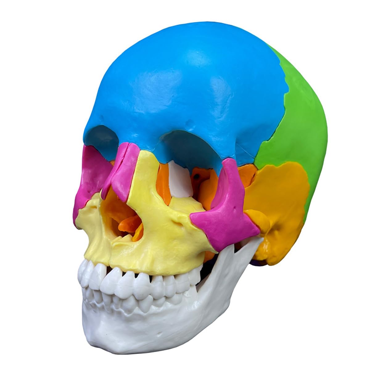 Rompecabezas De Modelo De Cráneo Humano, Modelo Anatómico Desmontable De 22 Piezas para Educación Médica, Equipo Didáctico Ideal para Clínicas Dentales Y Aprendizaje.