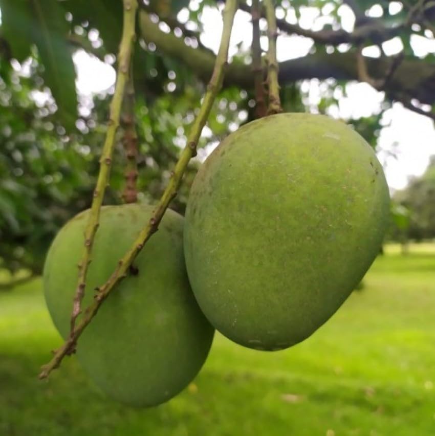 Garden Fields Rajapuri Mango Plant-Grafted Variant Plant