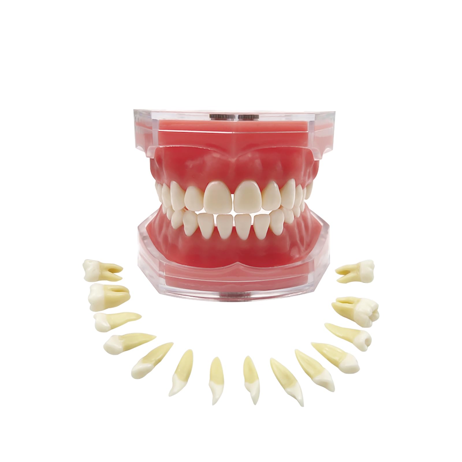 Standard Dental Demonstration, YOUYA DENTAL Teeth Model Teaching Model Study Tool Soft Gums Teaching Dental Mode with 28 Removable Teeth