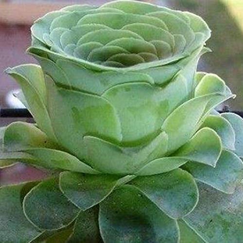 Sementes de flor, sementes de plantas, yanQxIzbiu 50 peças Sementes suculentas raras Plant Home Offi