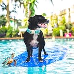 Dog Collar Blue Sea Turtles Dogs Collar Spring Summer Cute Collars Dog Boy or Girl Soft Durable Adjustable Dog Collars for Small Dogs Pet Gift - Image 5