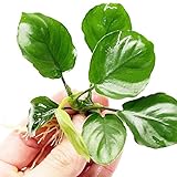 Planterest - Anubias Barteri Round 'Golden Coin' Loose Live Aquarium Plant Tropical Freshwater Decorations BUY2GET1FREE