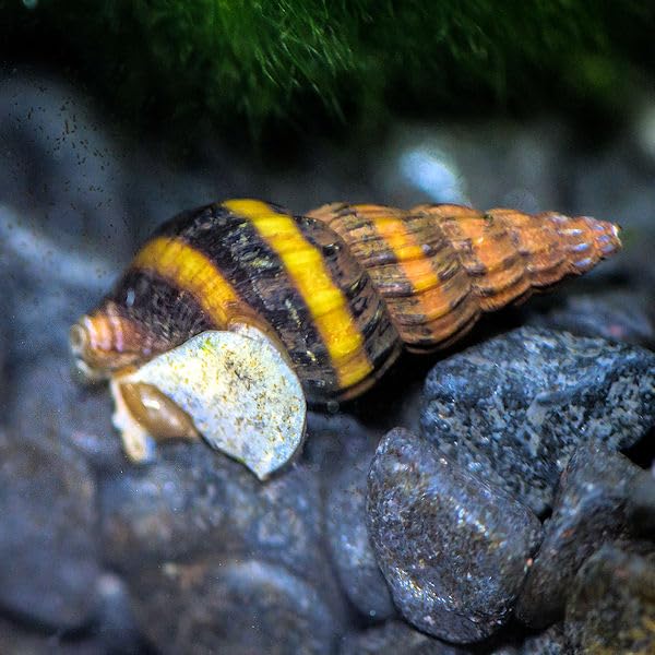 Aqua-Tropica - Raubschnecken-VITAL 35g