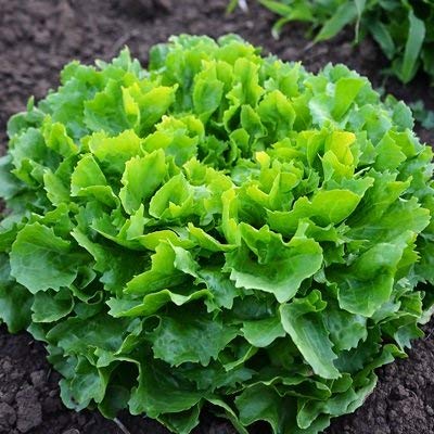 1M sementi biologiche di Séance Indivia Organic