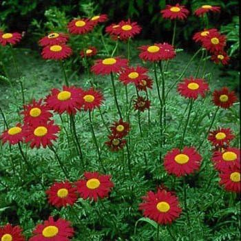 Outsidepride 10000 Seeds Perennial Chrysanthemum Robinson's Red Flower Seeds for Planting