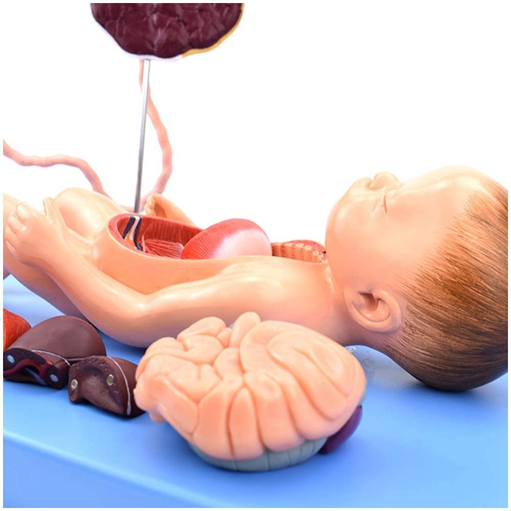 Modele Medyczne, Anatomiczny Model Narządów Noworodków, Niemowląt, Sznurek Pęcznikowy, Opieka Nad Płodem, Model Anatomii Dla Materiałów Nauczalnych