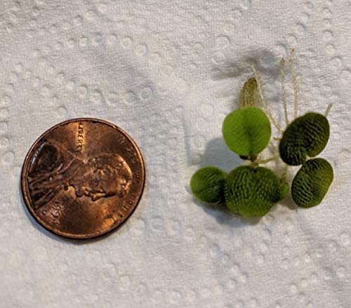 Hiro Aquatics 6 Mini Amazon Frogbit + 6 Water Spangles Combo, Betta Fish Aquarium Floating Plants For Beginners thumb #3