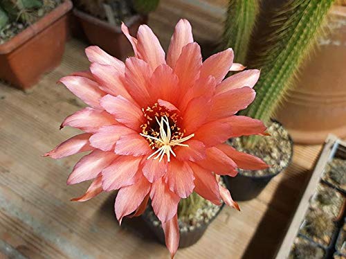 Geosism & Nature Trichocereus huascha 65 cm, Cactus, Plante succulente