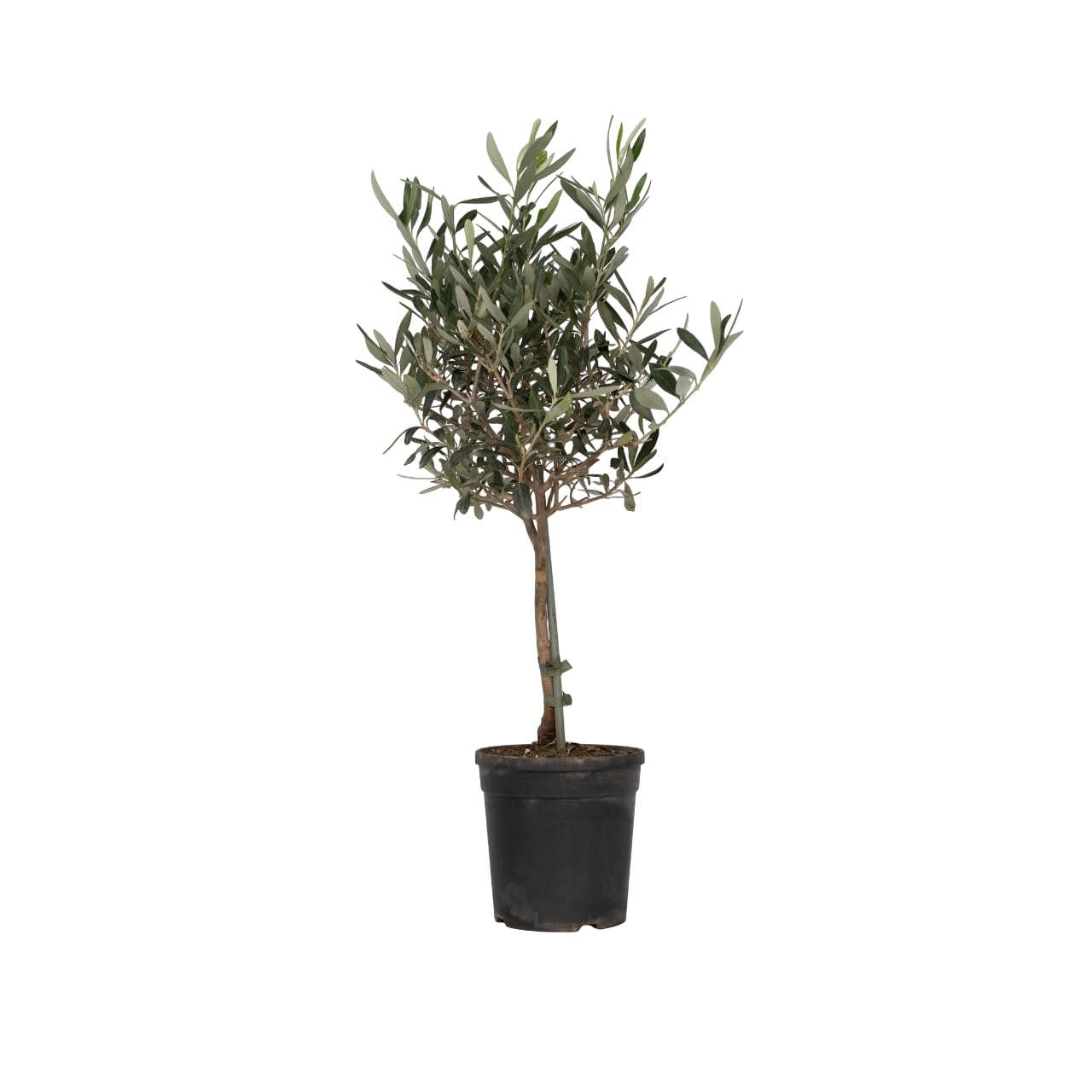 Olivier Olea Europaea arbuste extérieur pot 17cm plante méditerranéenne