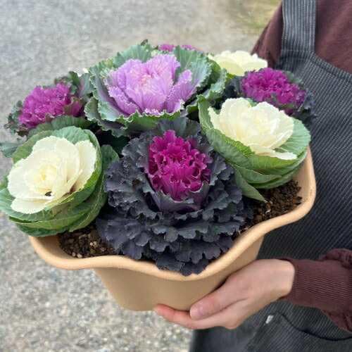 ボリューム満点！葉牡丹 花寄せ植え 直径32cm鉢 9株 ハボタン 寄せ植え 玄関 冬 正月 他品同梱不可 (ベージュ)のサムネイル