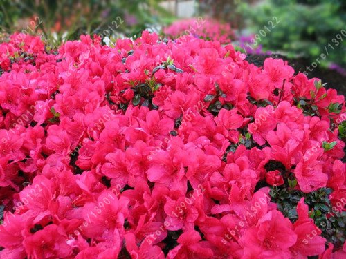 20pcs / Japanese Seeds -Azalea Bags, Azalea rhododendrons, Flower Seeds of the Flower Coverage 15 Colors Bonsai do it Yourself House Garden 4: Only Seeds