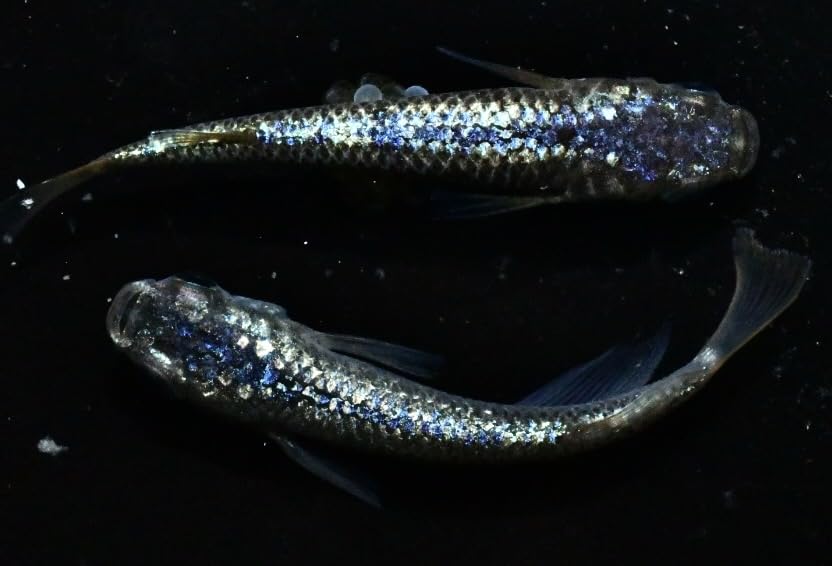 Amazon | めだか生体 ネプチューンめだか メダカ若魚〜制御1ペア＋α