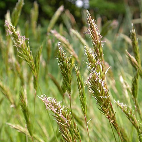 Sweet Vernal Grass Seeds Anthoxanthum Odoratum Perennial Sweet Scent Used For Ornamental And Forage Garden Bed Outdoor 150Pcs Flower Seeds By Yegaol Garden #TOP4