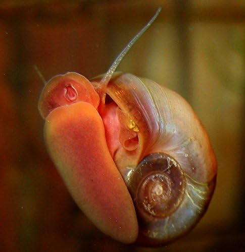 10+ Feeder / Cleaner Ramshorn Snails, 1/6-1/3 inch - Excellent Tank Cleaners + Great Natural Food for Your Puffers, Loaches, Crayfish, Turtle!!!