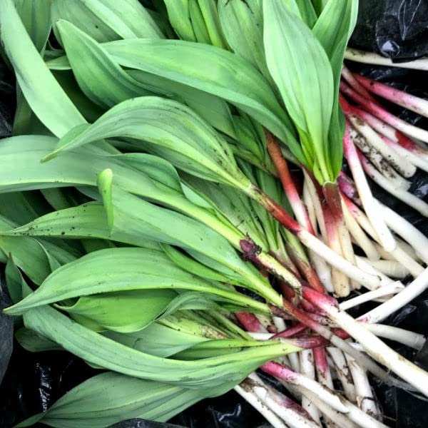 Amazon.co.jp: 北海道産 行者にんにく 1kg 採れたて 山菜