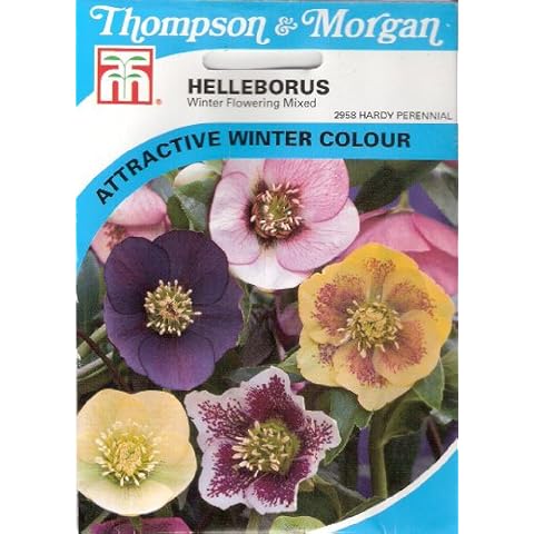 Helleborus Winter Cover