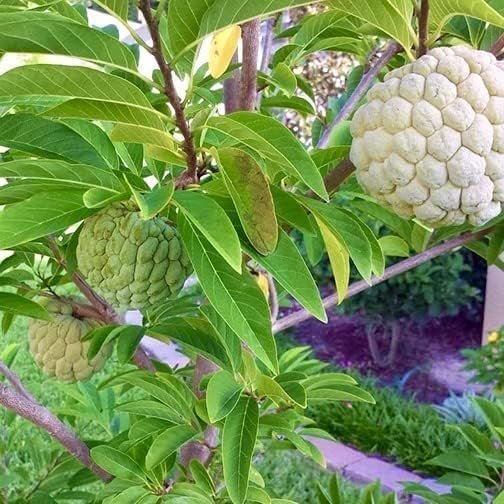 GREEN COLLECTION Traders Custard Apple Super Green Thai Sugar Apple Sitaphal/Annona squamosa/Sitafal Ata (सीताफल) Fruit Grafted Live Plants Rare Variety Fresh & Healthy Plant (B0CKSS61X1) Amazon Price History, Amazon Price Tracker
