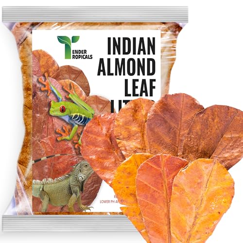 Tender Tropicals Frog Tank Accessories 100 Pcs 3 Indian Almond Catappa Leaves Natural Leaf Litter for Tree Frogs Bioactive Terrarium Accessories Amphibian Habitat Decor
