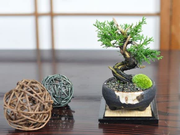 Amazon.co.jp: 盆栽妙 盆栽 小品 真柏 : DIY・工具・ガーデン