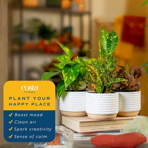 Live Indoor Plants in Decorative Pots - Pack of 3 - Image 6