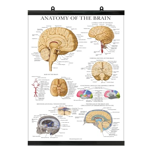 Palace Learning Brain Anatomy Poster - Laminated with Plastic Frame - Anatomical Chart of the Human Brain