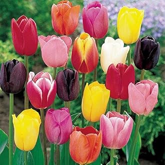 IMP. Hyacinth Flower Bulbs + Tulip Flower Bulbs Combo Aromatic Flower Bulbs Pack Home Outdoor Gardening Flowers Blooming (1 Set of 6 Hyacinth + 6 Tulip)