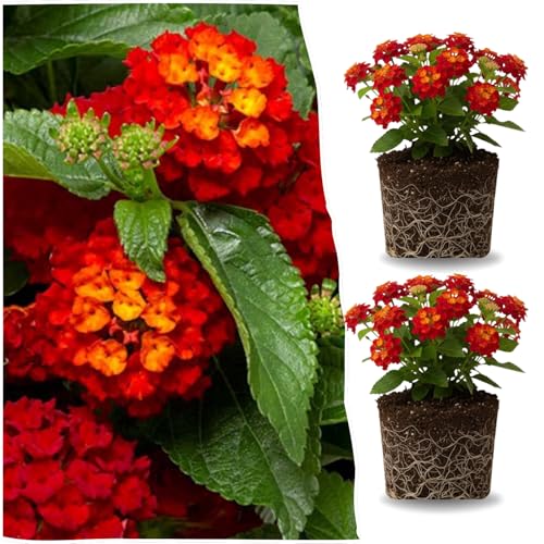 Red Lantana Plants