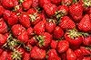 Honeoye Strawberry Bare Root Plants for Growing - Extremely Hardy June-Bearing - No Ship to California (15 Plants) #1