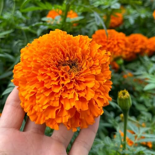 semillas de caléndula perennes resistentes, semillas de tagetes semillas macizos de flores, plantas exóticas resistentes semillas de caléndula, regalos para amantes de la jardinería, 500pcs