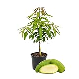 2 Years Old Mango Tree for Planting, Large Fruit Mango Plant Grafted in 3 Gallon Pot, Sweet, Fast-Growing Tropical Tree Seedlings for Outdoor Garden
