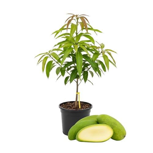 2 Years Old Mango Tree for Planting, Large Fruit Mango Plant Grafted in 3 Gallon Pot, Sweet, Fast-Growing Tropical Tree Seedlings for Outdoor Garden