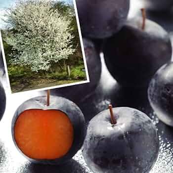 希少バイオチェリー　鉢植え　大株　実付き 楽天市場】バイオチェリー 苗の通販