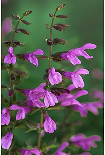 爆安プライス サルビア ハイブリッド 栄養系 イパネマ 3株セット ローズ3 5号ポット メドーセージより分枝が多く花がたくさん咲く