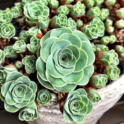 Live Mountain Rose Sucuclent Rare Succulents Plants Live in 2 Inch Pot Houseplant Rose-Shaped Succulents Plant for Planting Indoors Garden Containers