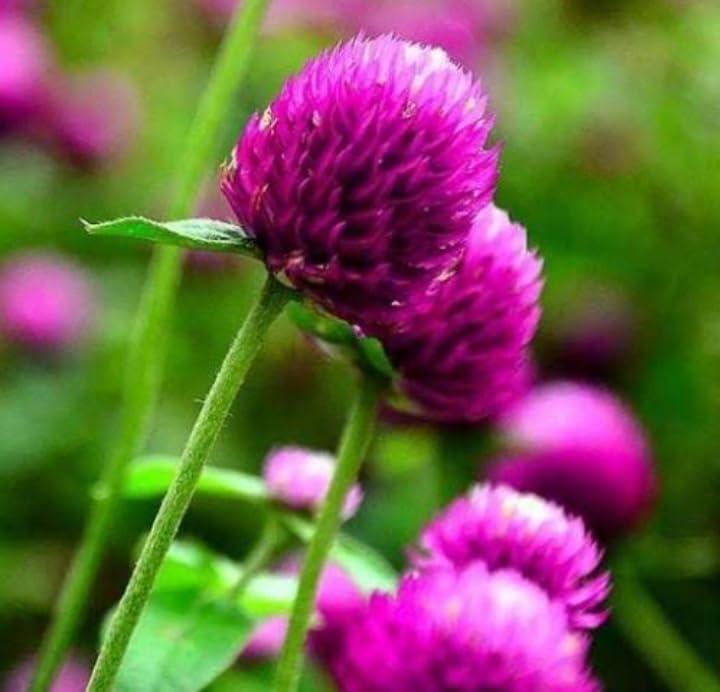 vaada malli plant| globe amarnath purple(1 healthy live plant)| gomphrena globosa (B0CK5QMTJ5) Amazon Price History, Amazon Price Tracker
