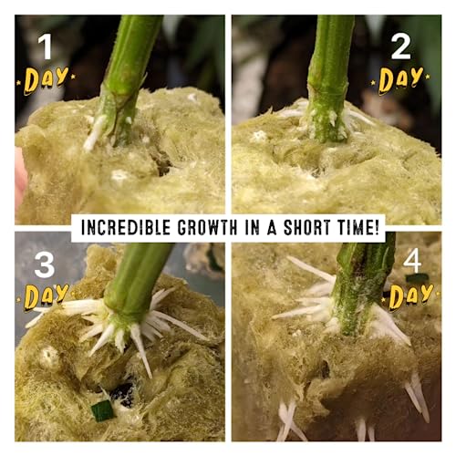 Root Rush Polvo en Raíz para Estacas y Clones 50 g miniatura 4