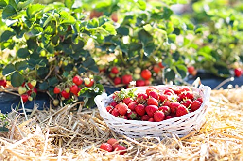 naturling Garten-Holzwolle 2 5kg für Erdbeeren und Gemüse - unbehandelte Natur Kiefer Gemüsewolle zum Mulchen